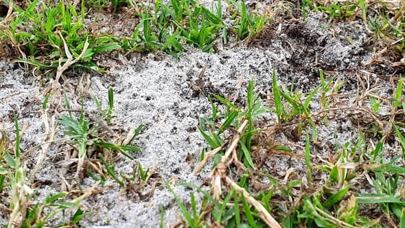 Lawn works progress at Merthyr