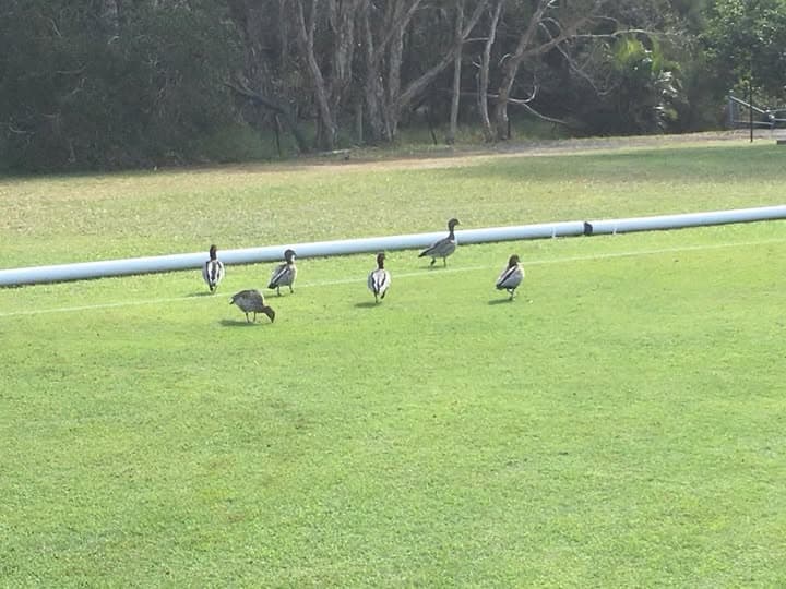 New members or just a few old ducks?
