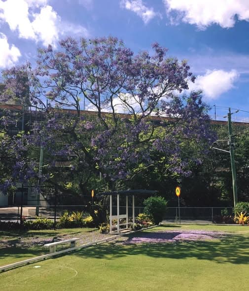 Jacaranda in bloom signals summer croquet weather
