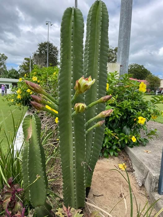 Impressive flowering greets visitors at Nambour grounds