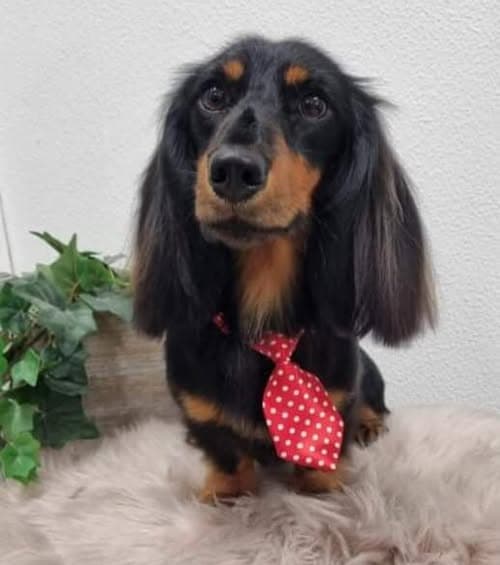 Merry Christmas from Roly, Coolum's mascot