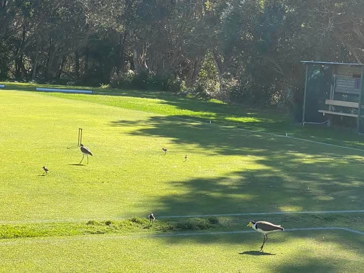 Photos of Coolum's precious little plovers