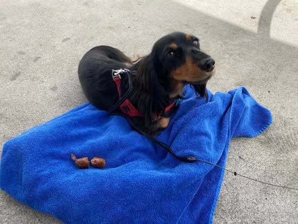Roly rejects the sausages at Bunnings sizzle