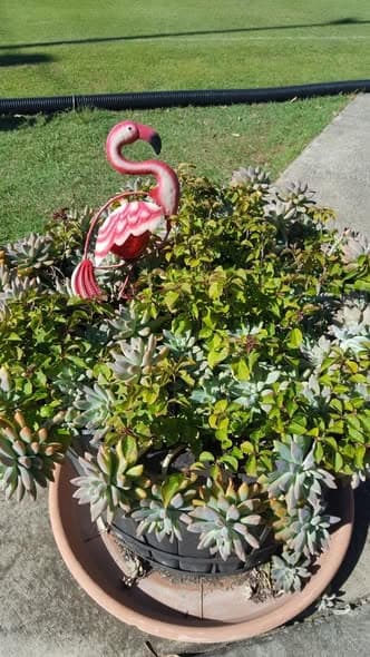 Sunny day of croquet, badges and working bee at Wynnum