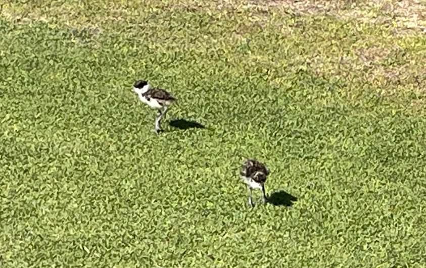 Two of our four new Plover chicks
