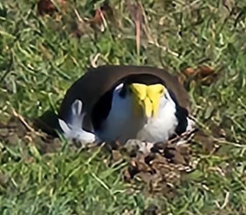 Plovers nesting on the courts at Wynnum
