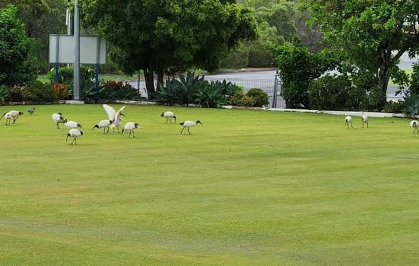 Soggy start but sunny finish at Wynnum
