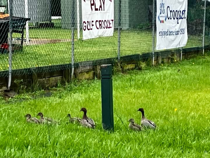 Ducklings happy and healthy at Yeronga Park