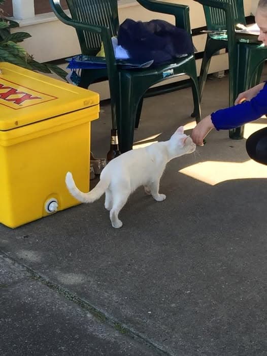Stray cat joins Toombul club party