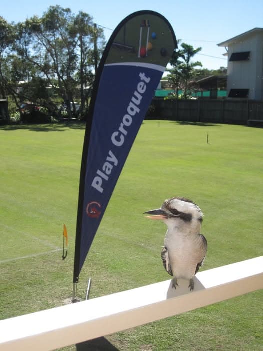 George and Wade finish 1-2 at Division 3 tournament, plus new Coolum mascot