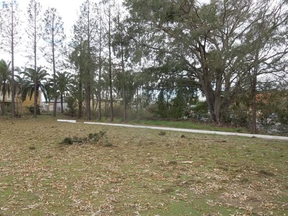 Stephens croquet club repairs storm damage as fig tree loses limbs