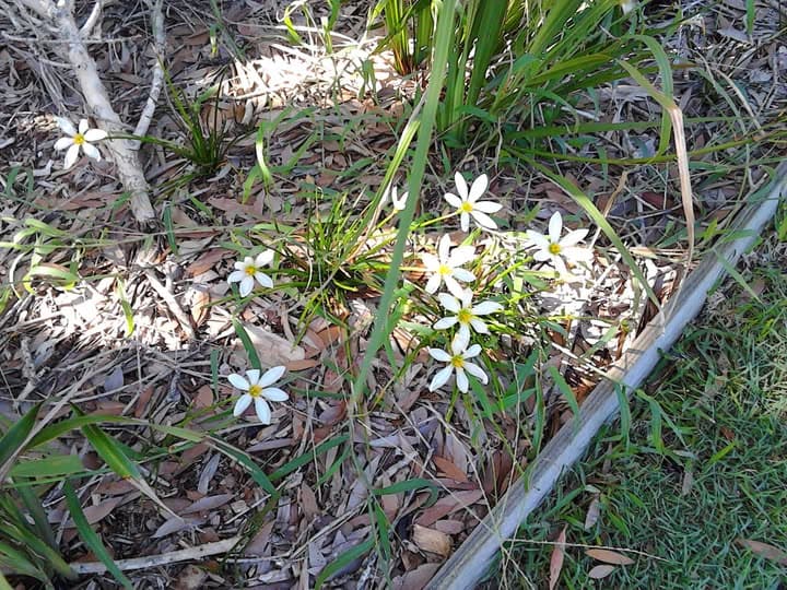 Autumn crocuses flower in the Coolum croquet garden