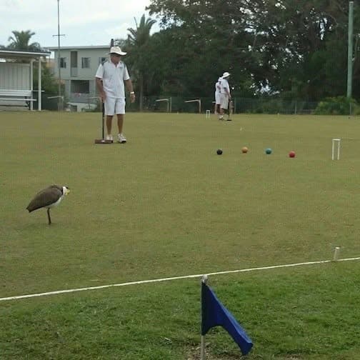 Free Try Croquet afternoons at Stephens