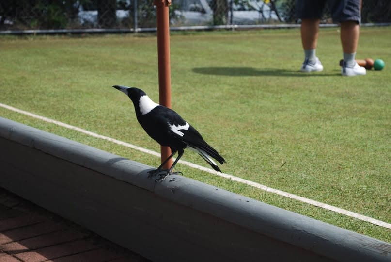 Seventy likes and birdsong in Yeronga Park