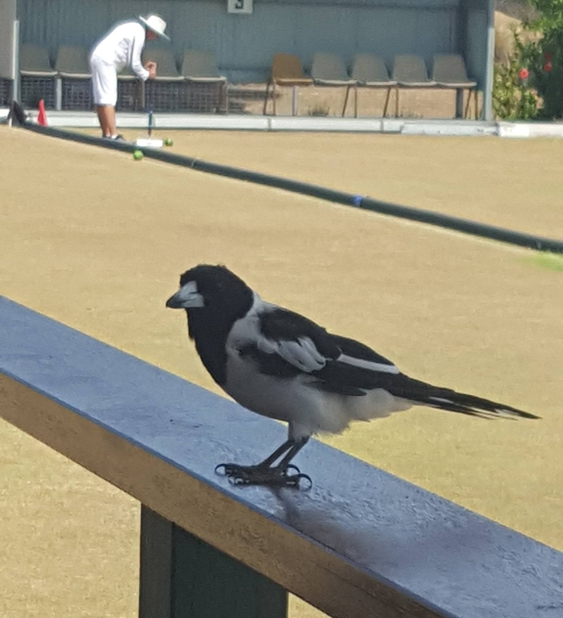 Fierce competition at CAQ Mixed Doubles in Wynnum