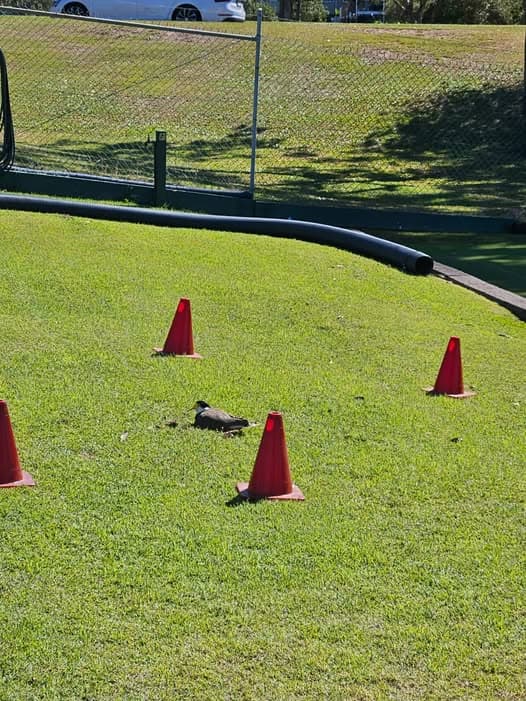 Plovers nest again on Eildon croquet lawns, plus another Bunnings sausage sizzle