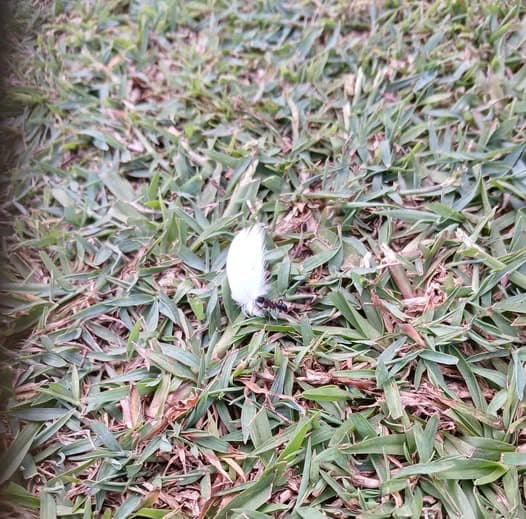 Ant and feather provide lawn-side entertainment at Wynnum