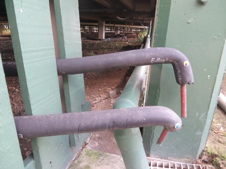 Spotted in the wild: a rare pair of pipe birds
