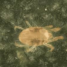 Wynnum lawns facing microscopic mite invasion, plus two more from Wynnum