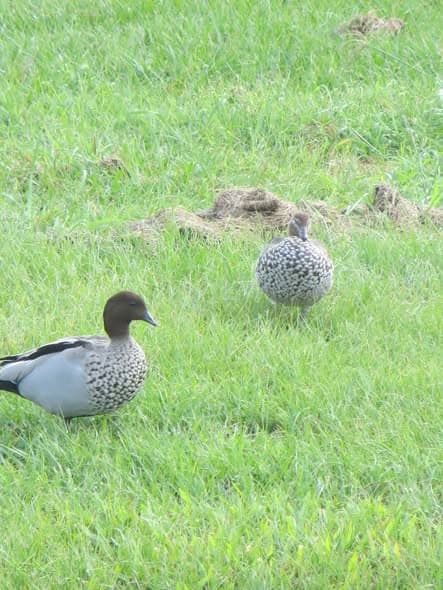 Wet weather brings out the local wildlife at Wynnum, plus four more from Wynnum