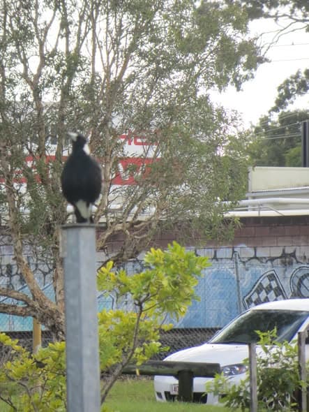 Wynnum magpie surveys flooded club grounds from high perch, plus four more from Wynnum