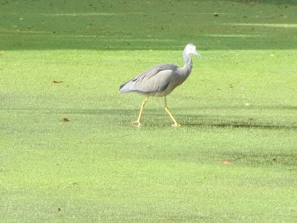 A lone bird wandered amongst the puddles