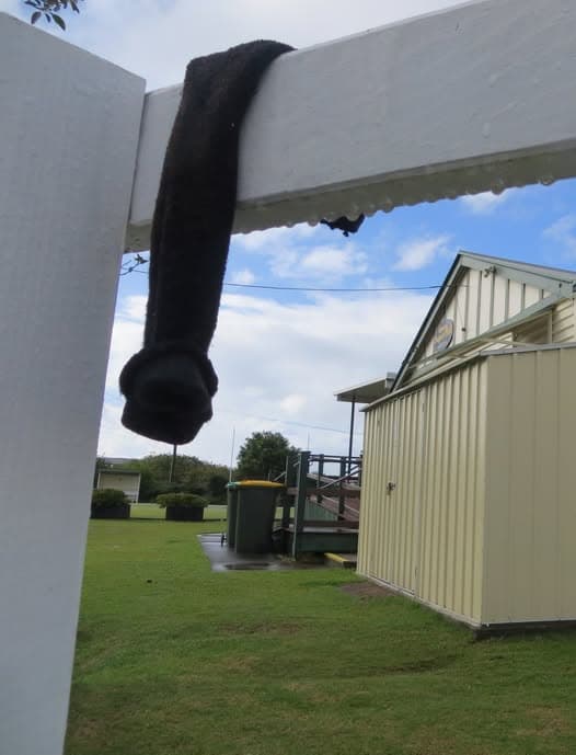 No Croquet Ball in Sight, Just a Lonely Sock, plus four more from Wynnum