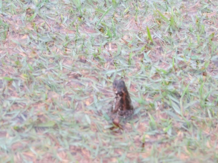 A tiny striped visitor spotted at the Wynnum club