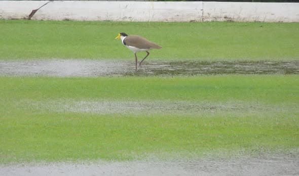 Determined plovers navigate the wet lawns at Wynnum