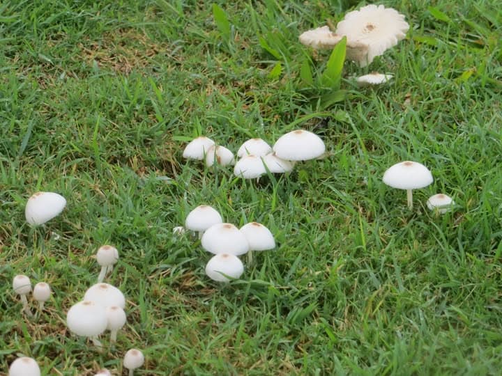 Mushrooms appear across the Wynnum croquet lawns