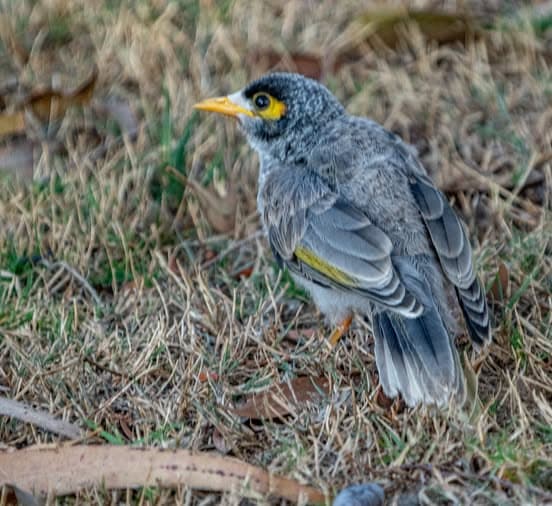 Noisy miner spotted at Hervey Bay grounds