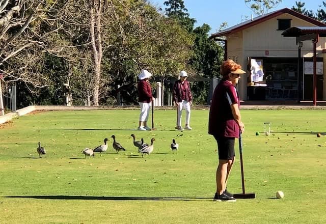 Ducks galore on the greens at Ipswich