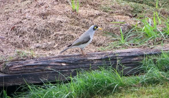 Wildlife observations around the Wynnum croquet lawns
