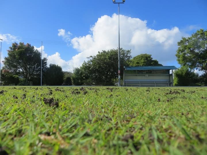 Worm castings a sign of healthy lawns at Wynnum