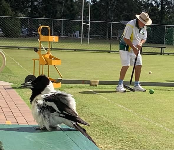 A little bird makes Graceville Croquet Club home