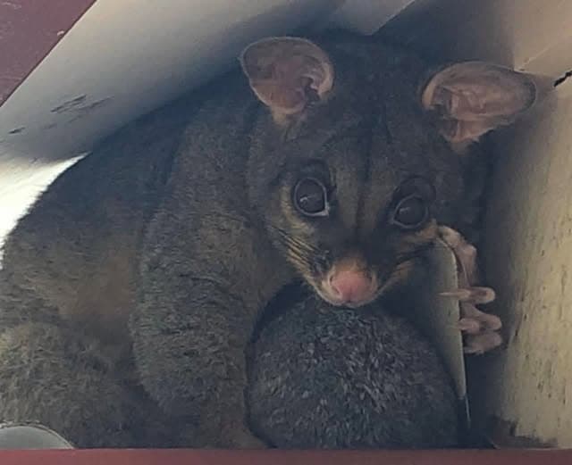 Possums take cover as weekend play pauses