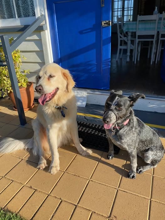 Bobbie and Brumpton help with club checks