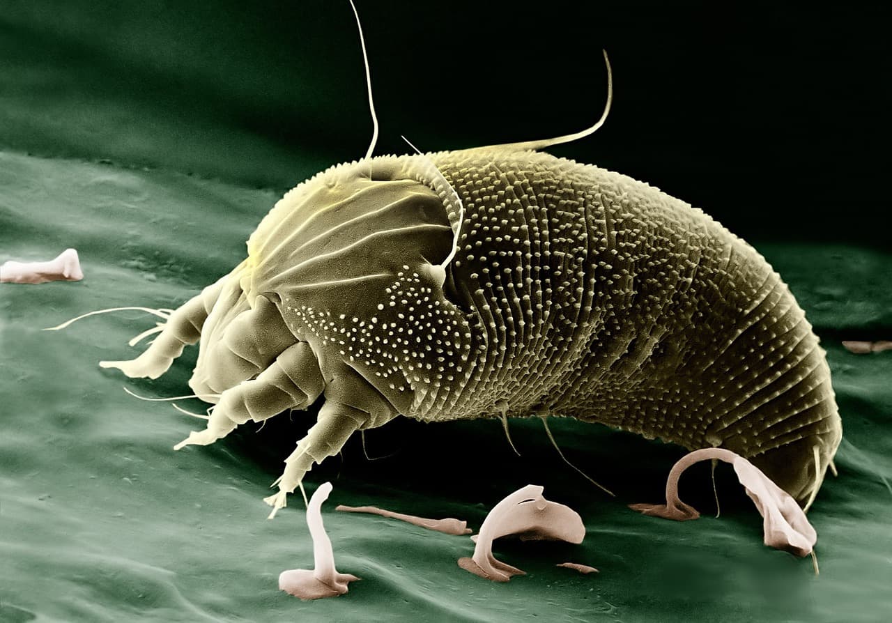 Wynnum Croquet Club battles lawn mite invasion, plus two more from Wynnum